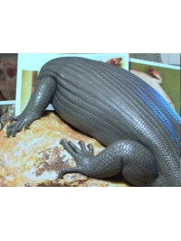 Skink in clay by Reconstruction: Mauritius Giant Skink