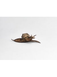 Carinate Tropid Snail by Nick Bibby