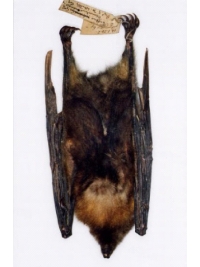 Research: Lesser Mascarene Fruit Bat