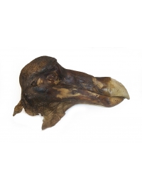Dodo Head by Research: Dodo