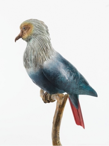 Mauritius Blue Pigeon