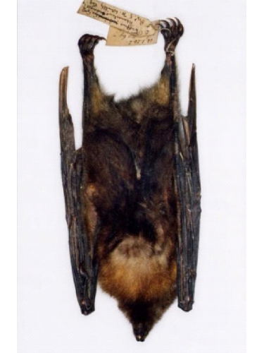 Fruit Bat Remains