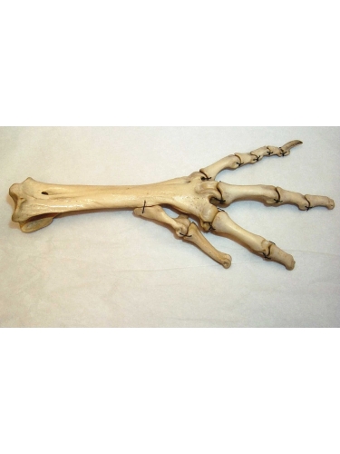 Dodo foot bones