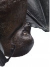 Lesser Mascarene Fruit Bat