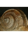 Carinate Tropid Snail