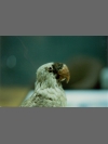 Mascarene Parrot specimen by Research: Mascarene Parrot