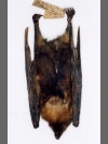 Fruit Bat Remains by Research: Lesser Mascarene Fruit Bat