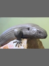 Skink in clay by Reconstruction: Mauritius Giant Skink