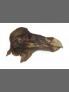 Dodo Head by Research: Dodo