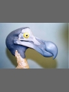 Dodo Head by Reconstruction: Dodo