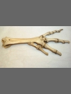 Dodo foot bones by Research: Dodo